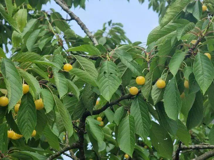 4 причины, почему плодовое дерево цветет, а плоды не завязываются: больше не придется ломать голову, что не так