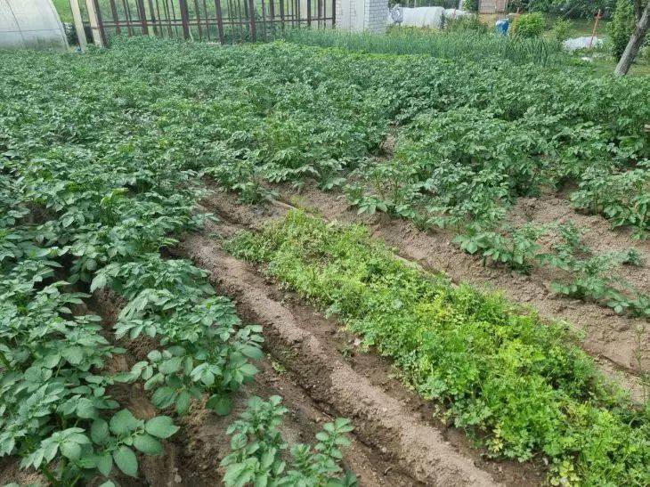 Чем подкормить картофель в июле: секреты богатого урожая – об этом должен знать каждый огородник