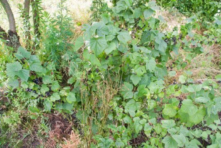 Где нельзя сажать черную смородину: советы опытных садоводов