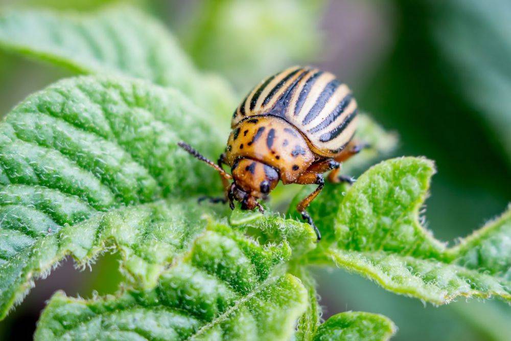 10 средств от колорадского жука: народные и промышленные