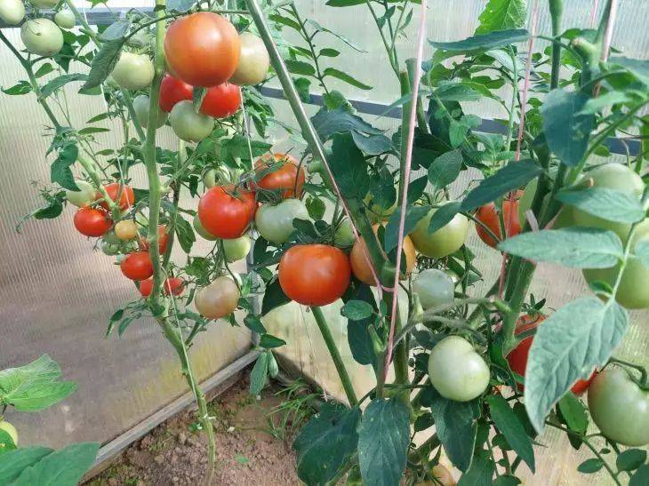 Можно ли поливать помидоры каждый день: секреты идеального водного режима для томатов