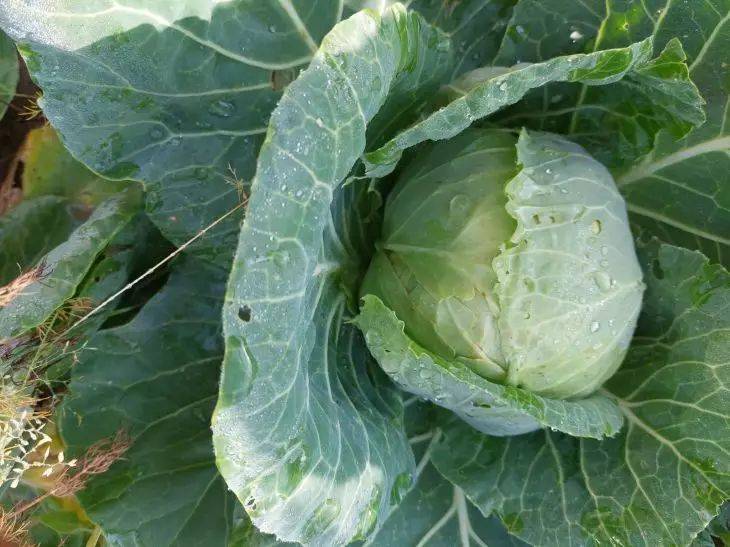 Как правильно поливать капусту в жару: есть ошибка, из-за которой растение может остановиться в росте