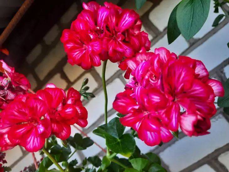 Как добиться пышного цветения пеларгонии: раскрыты главные секреты