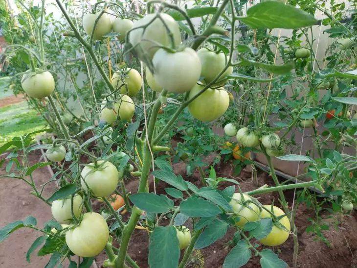 Как нельзя поливать томаты в жару: частая ошибка дачников - можно лишиться урожая