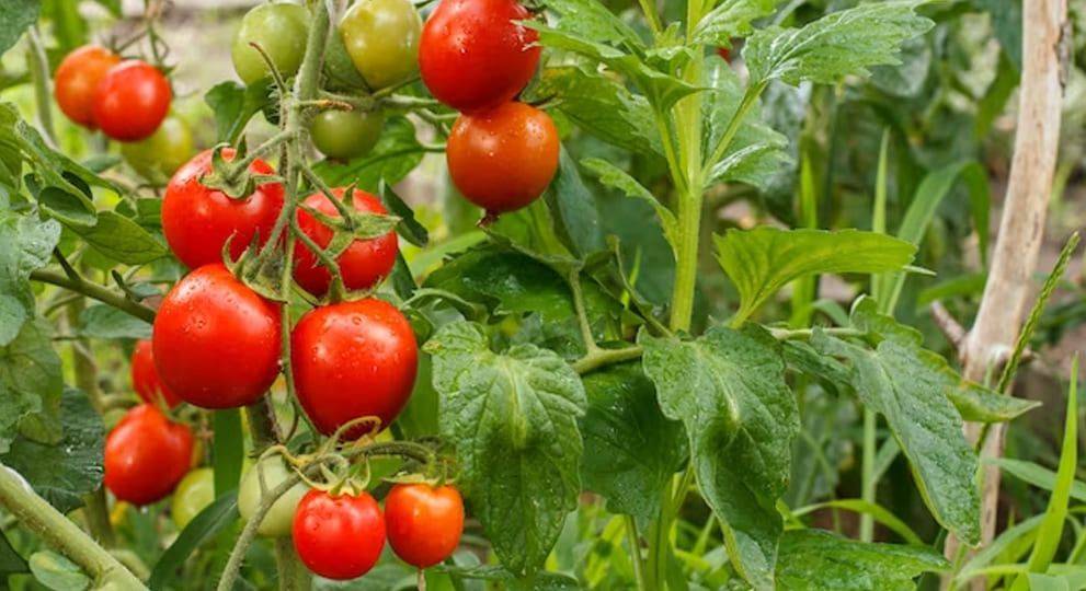 Преимущества прищипывания томатов