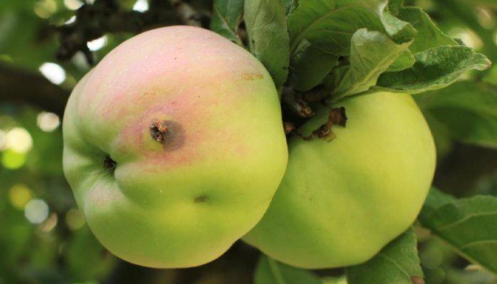 Как вырастить не червивые яблоки: методы борьбы с яблоневой плодожоркой