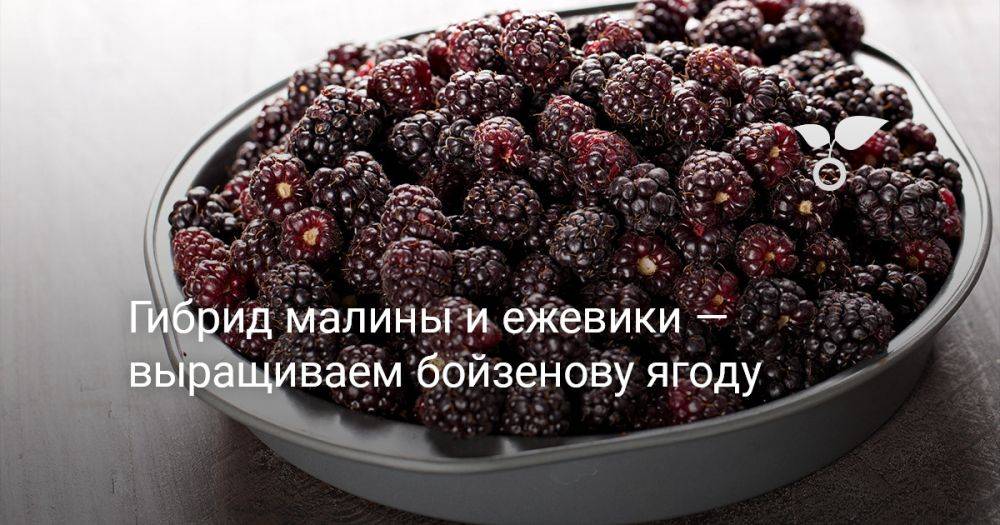 Гибрид малины и ежевики — выращиваем бойзенову ягоду