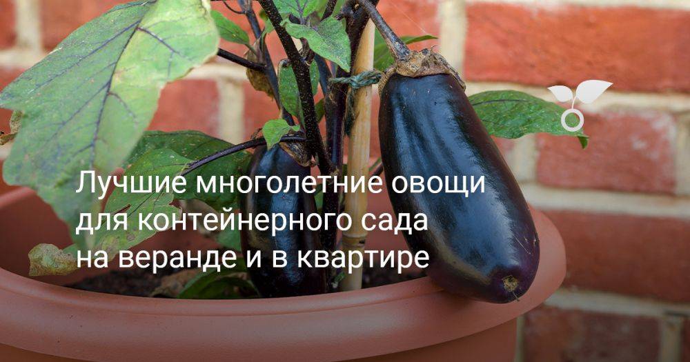 Лучшие многолетние овощи для контейнерного сада на веранде и в квартире