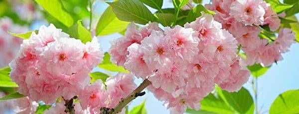 Откройте для себя очарование японской вишни: как ухаживать за этим растением, чтобы наслаждаться ее пышным цветением?