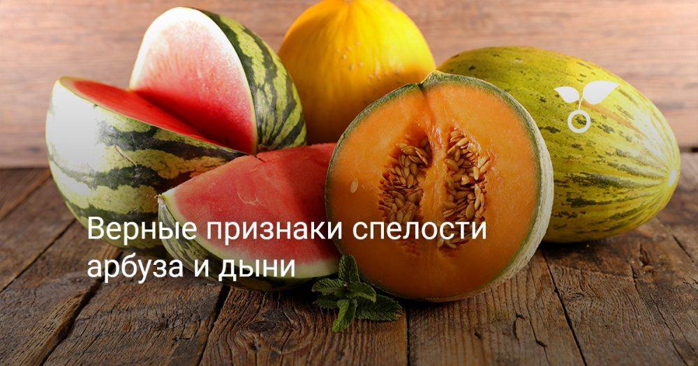 Как выбирать арбуз и дыню? Верные признаки спелости