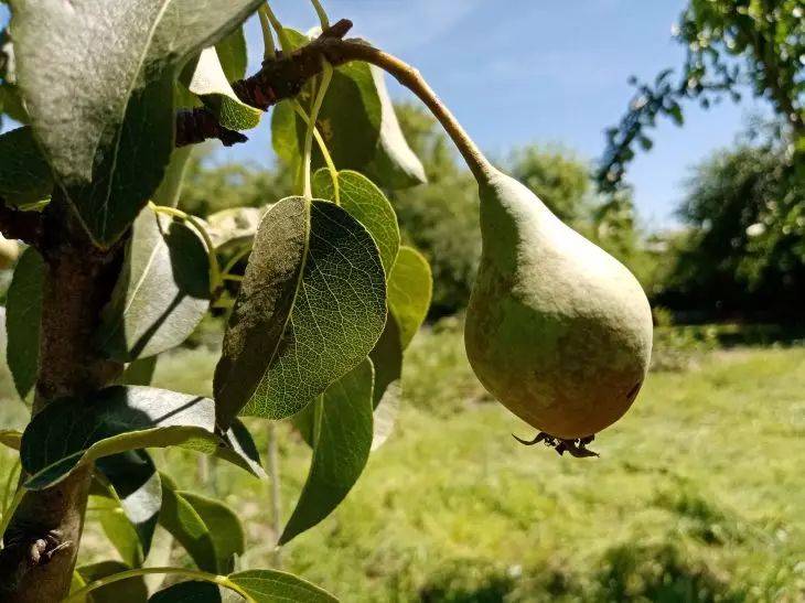 Можно ли срывать соседские груши и яблоки, если ветка свисает на ваш огород: запомните раз и навсегда