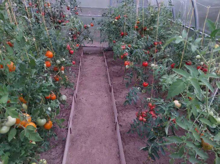 Обязательно удалите: вот что нужно сделать с помидорными кустами в августе, чтобы не лишиться урожая - важная процедура