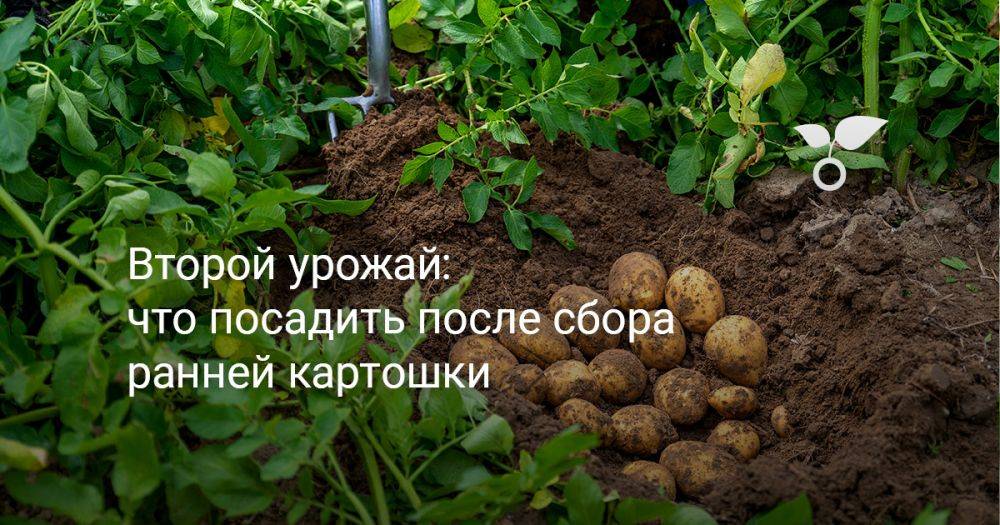 Второй урожай: что посадить после сбора ранней картошки
