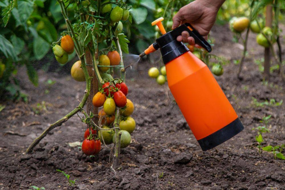 Чем подкормить томаты в августе, чтобы быстрее росли и спели