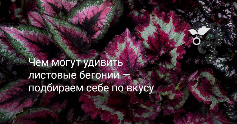 Чем могут удивить листовые бегонии — подбираем себе по вкусу