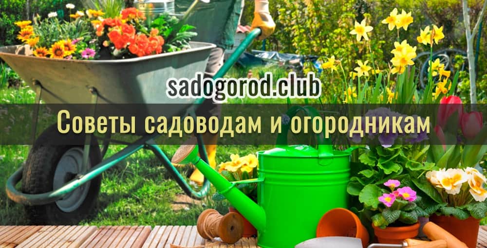 «Все в сад! О том, как превратить дачный участок в райский уголок» - sotki.ru