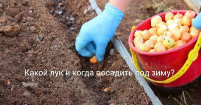 Какой лук и когда посадить под зиму? - botanichka.ru