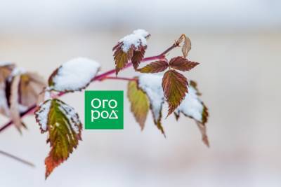 Когда малину нужно укрывать на зиму, а когда – нет - ogorod.ru