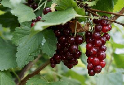 Красная смородина Вика (Виктория): описание, вкусовые качества плодов - fermilon.ru