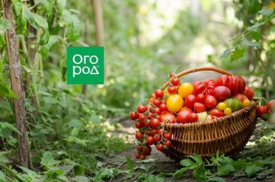 Лучшие сорта томатов 2020: итоги года от наших читателей - ogorod.ru
