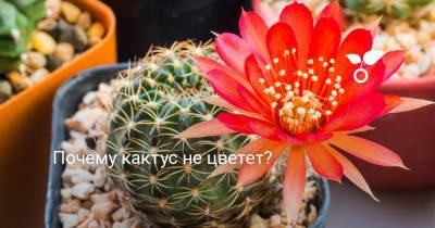 Почему кактус не цветет? - botanichka.ru