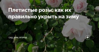 Плетистые розы: как их правильно укрыть на зиму - zen.yandex.ru