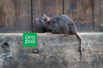 Чем опасны крысы в доме и как от них избавиться - ogorod.ru