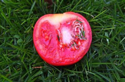 Семена проросли внутри томата – использовать плод или выбрасывать - ogorod.ru