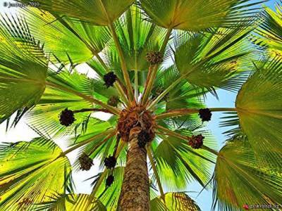 Притчардия тихоокеанская – веерная пальма Фиджи - greeninfo.ru