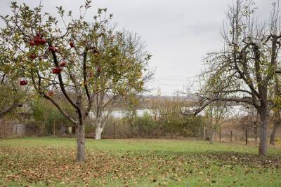 Зачем осматривать деревья и кустарники осенью - ogorod.ru