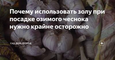 Почему использовать золу при посадке озимого чеснока нужно крайне осторожно - zen.yandex.ru - Волгоград