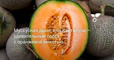 Мускусная дыня, или Канталупа — удивительные сорта с оранжевой мякотью - botanichka.ru