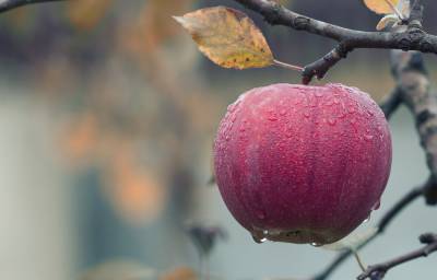 Как сохранить яблоки зимних сортов до весны? - 4udesnaya-da4a.com