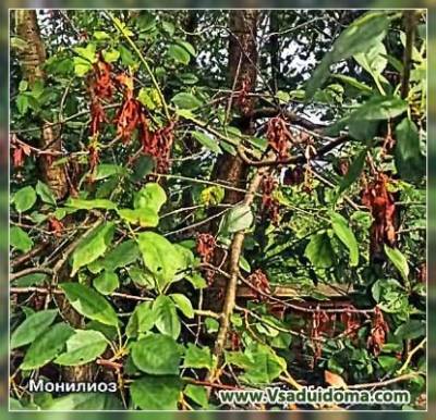 Топ-5 болезней плодового сада – фото, симптомы и лечение: советы агронома - vsaduidoma.com