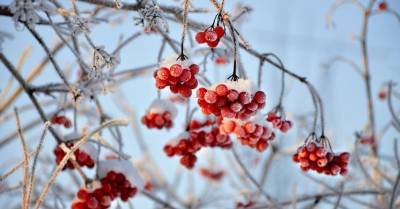 Пятна на снегу: 10 лучших растений для яркого зимнего сада - rus.delfi.lv - Китай