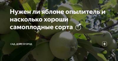 Нужен ли яблоне опылитель и насколько хороши самоплодные сорта - zen.yandex.ru