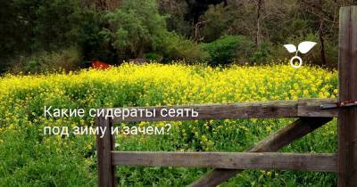 Какие сидераты сеять под зиму и зачем? - botanichka.ru