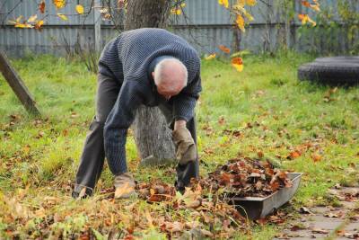 Нужно ли убирать из сада опавшие осенью листья? - ogorod.ru