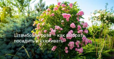 Штамбовая роза — как выбрать, посадить и ухаживать - botanichka.ru