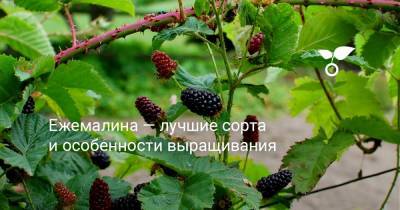Ежемалина — лучшие сорта и особенности выращивания - botanichka.ru