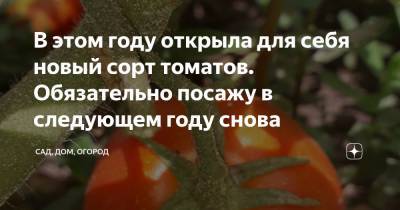 В этом году открыла для себя новый сорт томатов. Обязательно посажу в следующем году снова - zen.yandex.ru
