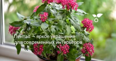 Пентас — яркое украшение для современных интерьеров - botanichka.ru