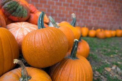 Осенний урожай тыквы − своевременная уборка и правильное хранение - ogorod.ru
