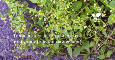 Галинзога — злостный сорняк или удивительная «живучка»? - botanichka.ru