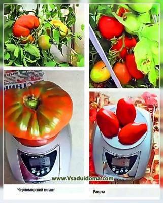 Сравнение выращивания одних и тех же томатов в теплице и открытом грунте – отзывы - vsaduidoma.com