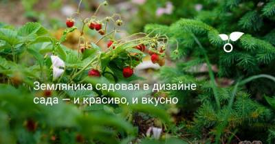 Земляника садовая в дизайне сада — и красиво, и вкусно - botanichka.ru - Александрия