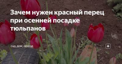 Зачем нужен красный перец при осенней посадке тюльпанов - zen.yandex.ru