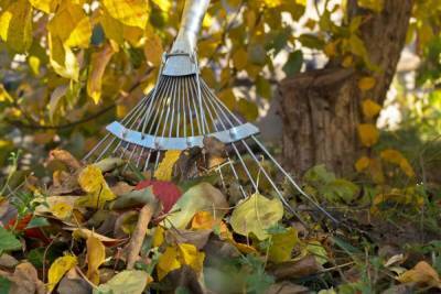 10 идей, что делать с опавшими осенью листьями - ogorod.ru