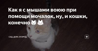 Как я с мышами воюю при помощи мочалок, ну, и кошки, конечно - zen.yandex.ru