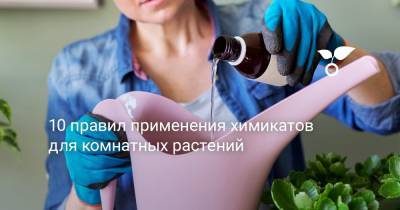 10 правил применения химикатов для комнатных растений - botanichka.ru
